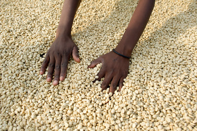 Rwandan Unroasted Green Coffee Beans