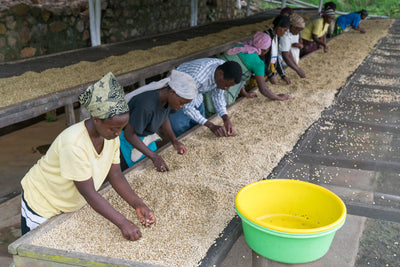 Rwandan Unroasted Green Coffee Beans