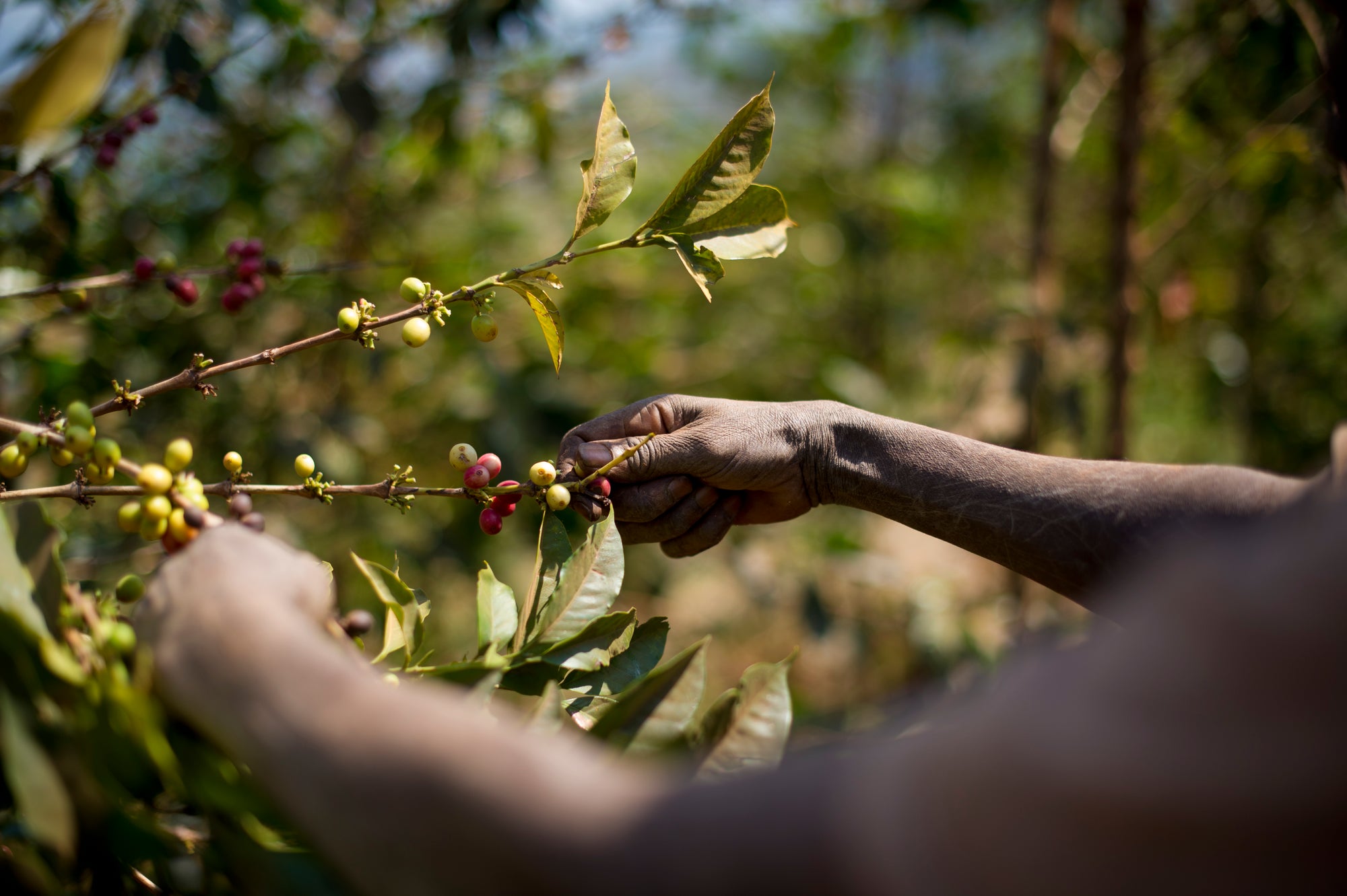 Seeds of Change: How Your Coffee Supports Rwandan Farmers