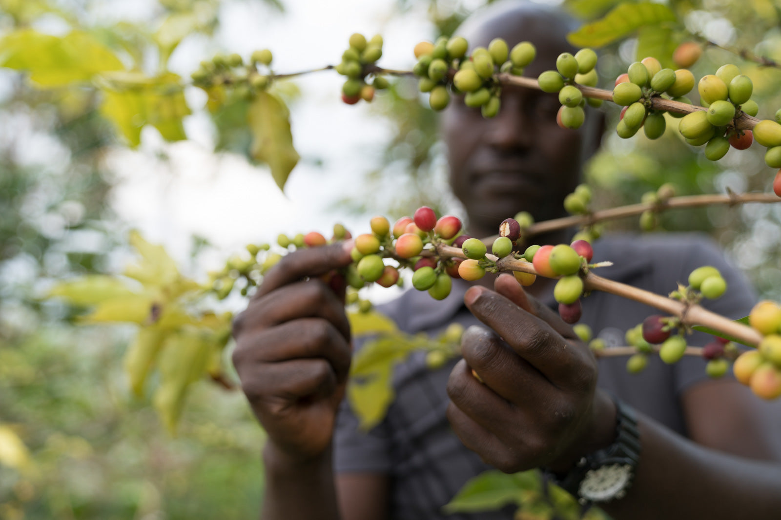 What Makes Rwandan Coffee Unique